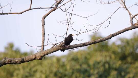 在枝头的黑乌鸦