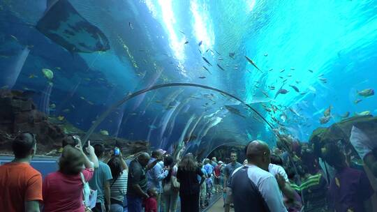 游客在水族馆的水下隧道观赏