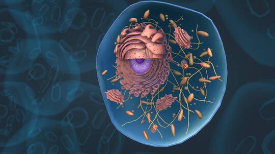 医学细胞线粒体细胞核内质网细胞膜细胞质