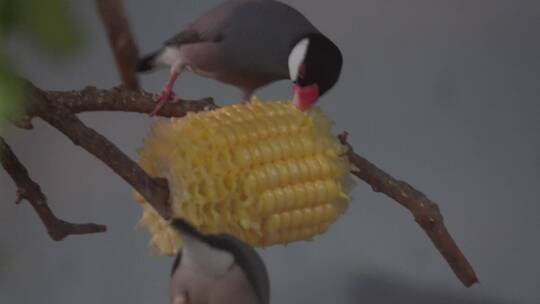 山雀吃玉米进食小鸟鸟类