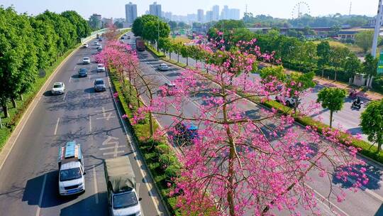 异木棉花了 城市快速环线 公路 道路隔离带视频素材模板下载