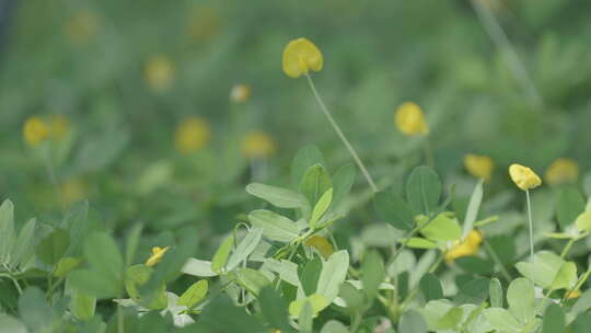 花草绿地