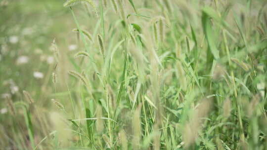 草丛草地狗尾草