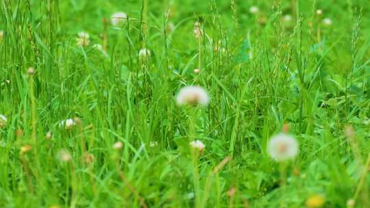 植物园公园户外野外植物小草青草花朵花丛蒲