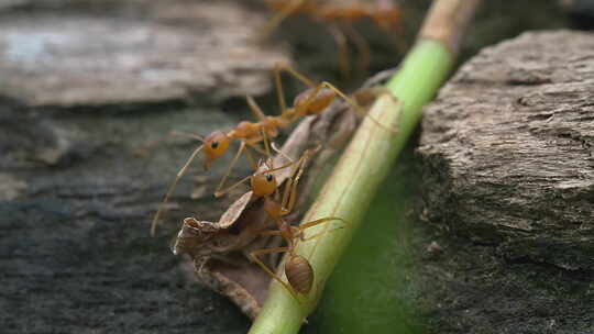 8K自然昆虫植物视频素材模板下载