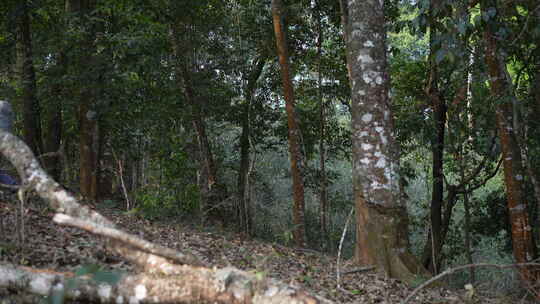 热带雨林森林山林树林视频素材模板下载