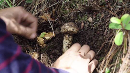 原始森林野生松茸农户上山寻找采摘野生松茸