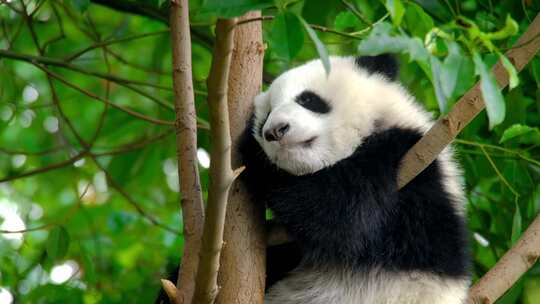 熊猫大熊猫吃竹子熊猫宝宝熊猫幼崽熊猫基地