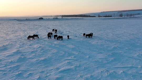北方寒冬雪原牧场马群