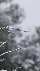 树枝，雪，冬天，树木