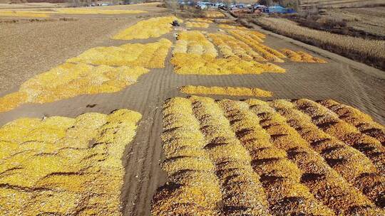 东北秋天铺满玉米的大地村庄