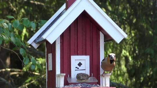 小鸟的木质小屋