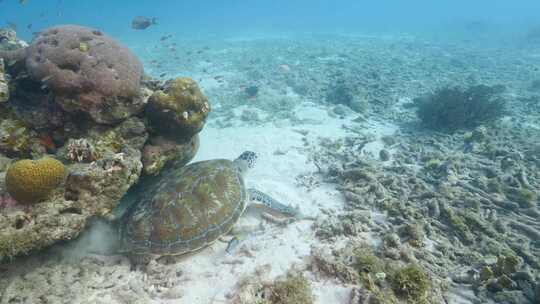 海龟，海洋，海洋生物，水下