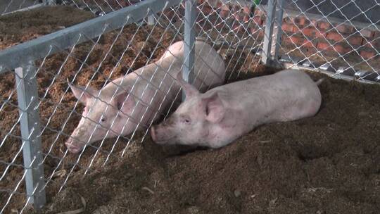 猪圈里的小猪养殖猪崽猪仔 猪仔生猪养猪场视频素材模板下载