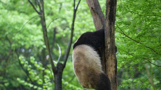 大熊猫从树上爬下来