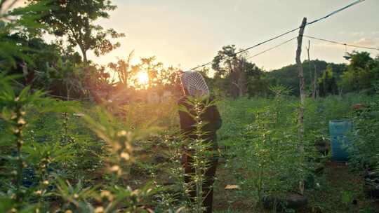 Weed Farm，大麻，拉斯塔法里，牙