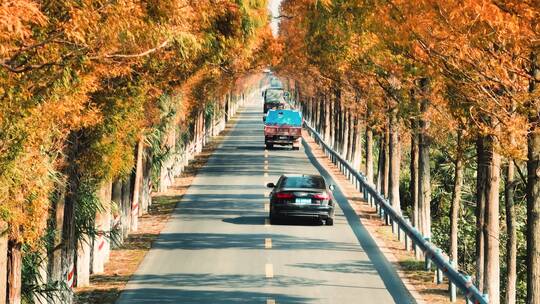 杭州绝美秋景道路航拍