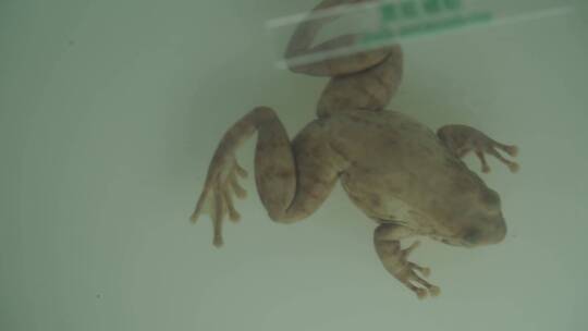 两栖动物青蛙蛤蟆树蛙标本视频素材模板下载