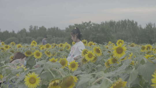 初秋济南黄河清新唯美向日葵花海