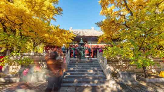 北京怀柔红螺寺秋天银杏