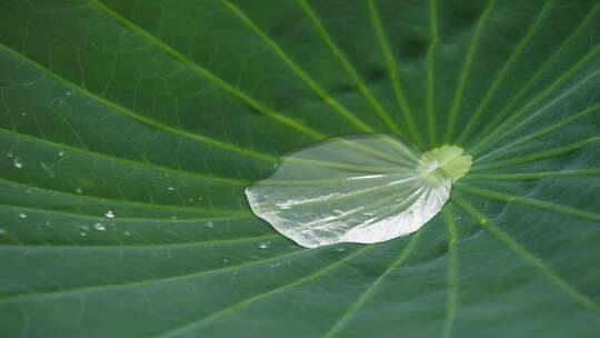 荷叶雨滴水珠慢镜头慢动作升格