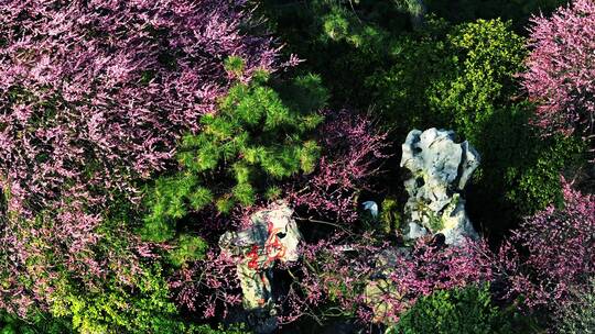 杭州植物园灵峰探梅视频素材模板下载