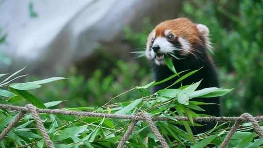 小熊猫吃竹子