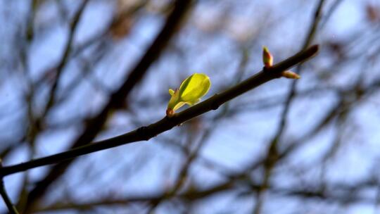 春天阳光下的嫩芽