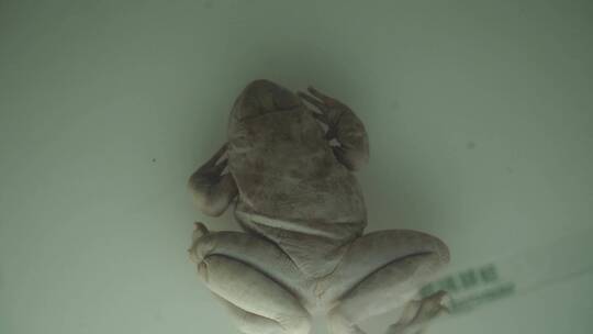 俯视青蛙蛤蟆两栖动物标本模型视频素材模板下载