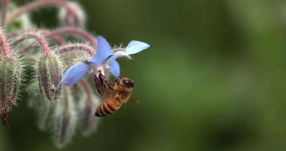 1080p实拍动物世界蜜蜂觅食硼花升格