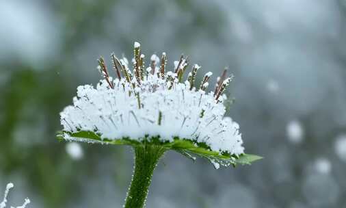 唯美冬季 飘雪 花朵 植物特写雪景 (5)