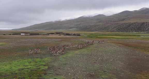 航拍西藏阿里普兰县草原马群