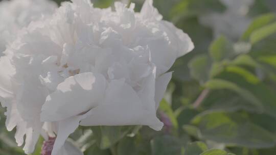 牡丹花种植LOG视频素材