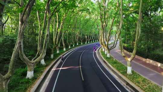 林荫大道晨跑锻炼