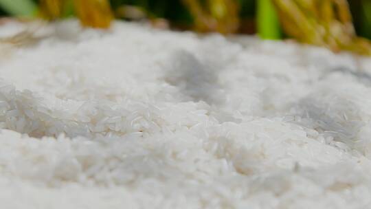 水稻大米素材