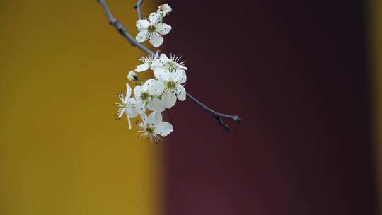 唯美画面花朵素材-梨花