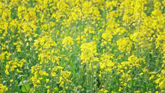 油菜花唯美意境春暖花开