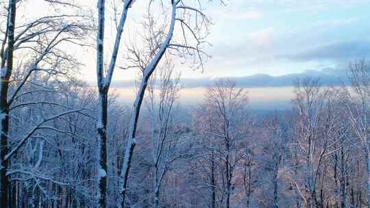 日落时分下被雪覆盖的树木