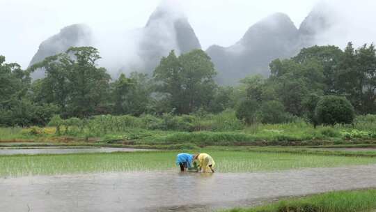 农民雨天插秧 农耕 劳作 栽秧