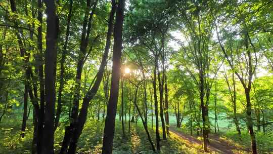 4K-夏日阳光灿烂的森林