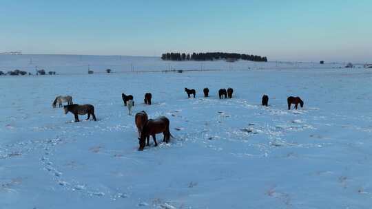 北方冬天荒原中刨雪觅食的马群