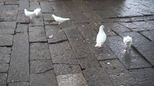 雨天石板上走动的鸽子正在吃食物寻找食物视频素材模板下载