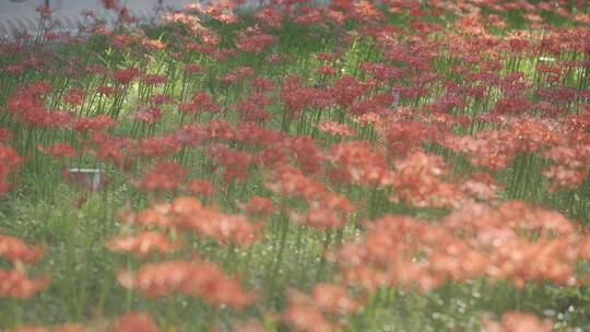 彼岸花 曼陀罗花