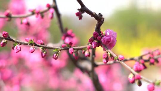 春暖花开鲜花盛开