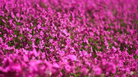 盛开的粉红色花田在风中摇曳慢动作特写