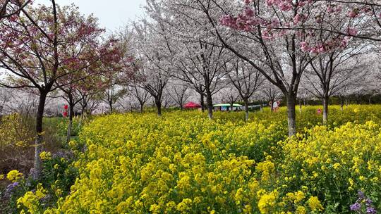 孤柏渡飞黄旅游区樱花园鲜花盛开