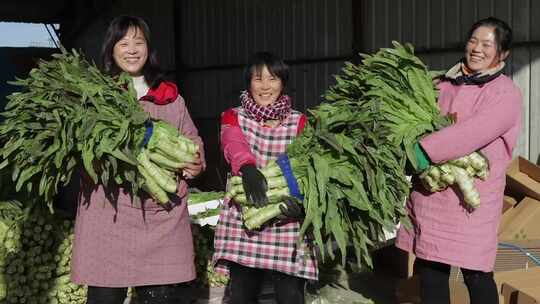 菜农笑脸装菜收菜