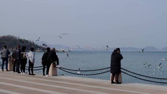 海滨城市岸边观赏海鸥的游人