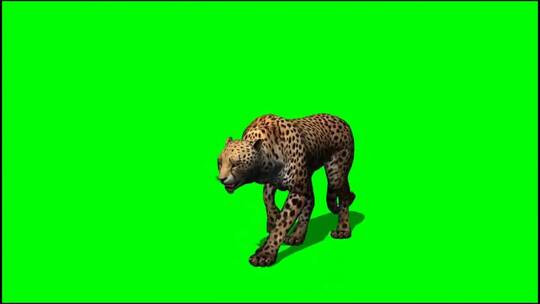 绿幕-动物-豹子行走