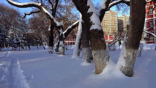 冬天公园老树小河雪景